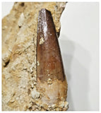 G46 - Great 2.36'' Spinosaurus Dinosaur Tooth in Matrix Upper Cretaceous KemKem