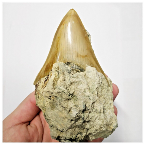 T121 - Finest Quality Serrated 3.22'' Megalodon Tooth in Matrix Indonesia Location