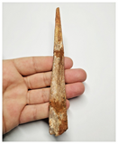 T145 - Rare 5.78'' Alanqa saharica Cretaceous Azhdarchid Pterosaur Dentary Bone
