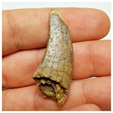 JS23 - Unique Undescribed Basal Spinosaurid Dinosaur Tooth Jurassic Tiouraren Fm