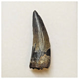 W11 - Rare Suchomimus tenerensis Dinosaur Tooth Lower Cretaceous Elrhaz Fm