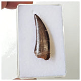 B6 - Finest Grade 1.33 Inch Abelisaurid Dinosaur Tooth Upper Cretaceous KemKem Beds