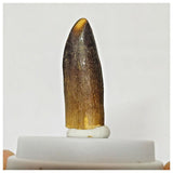 Z17 - Rebbachisaurus garasbae Diplodocoid Sauropod Dinosaur Tooth KemKem Beds