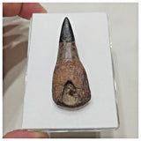 F10 - Exceedingly Rare Ichthyosaur (Platypterygius) Rooted Tooth Cretaceous Russia