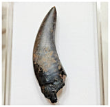 E2- Top Rare Unidentified Theropod Dinosaur Tooth - Cretaceous Elrhaz Fm Tenere Desert