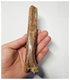 T255 - Top Rare 6.69'' Partial Cretaceous Azhdarchid Pterosaur Metacarpal Bone