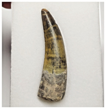 T15 - Rare Suchomimus tenerensis Dinosaur Tooth Lower Cretaceous Elrhaz Fm