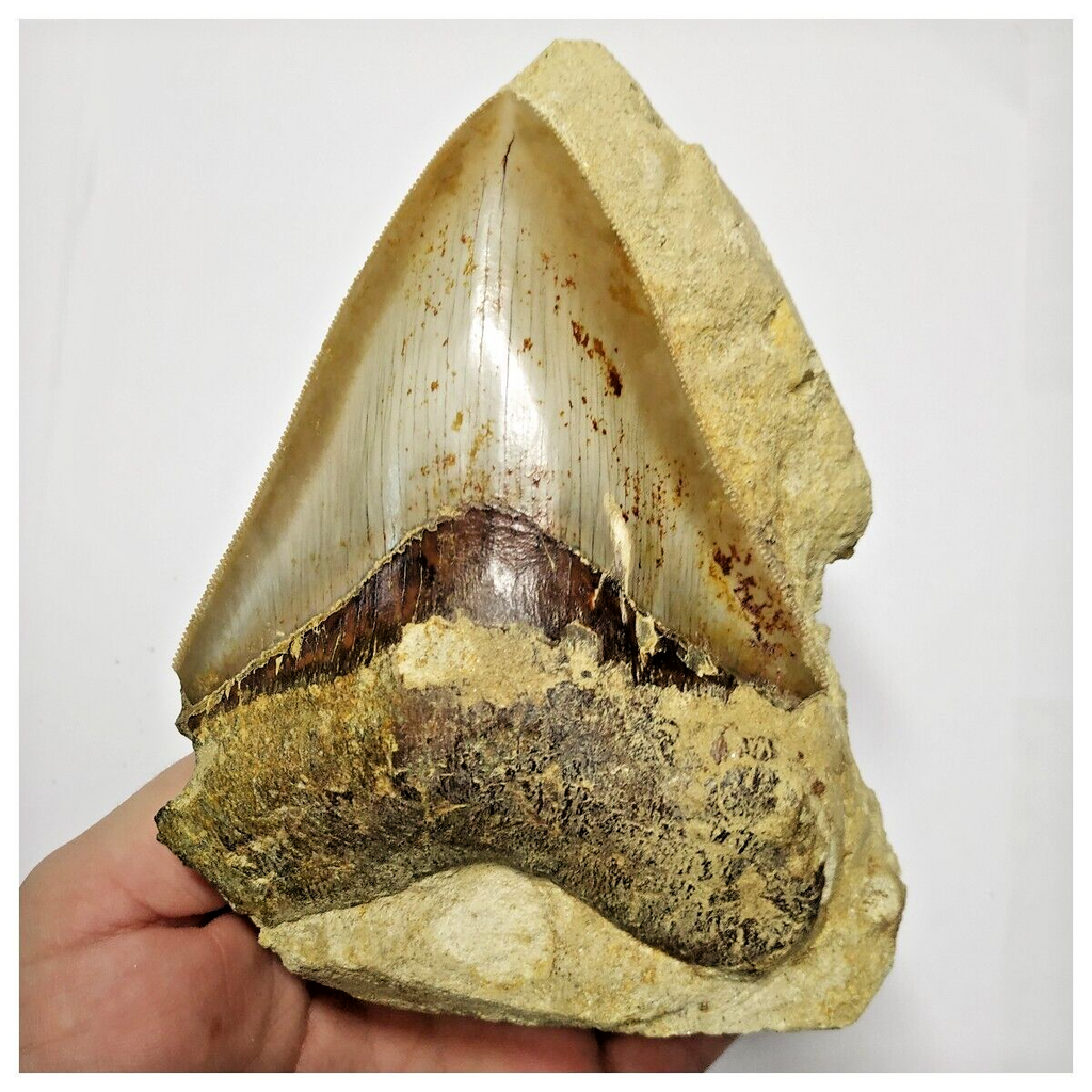 T118 - Finest Quality Serrated 4.29'' Megalodon Tooth in Matrix Indonesia Location