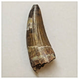 W21 - Rare Suchomimus tenerensis Dinosaur Tooth Lower Cretaceous Elrhaz Fm