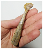 T260 - Top Rare 3.93 Inch Cretaceous Azhdarchid Pterosaur Metacarpal Bone KemKem