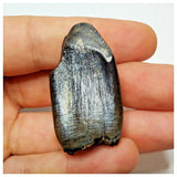 JS2 - Top Rare Jobaria tiguidensis Sauropod Dinosaur Tooth Jurassic Tiouraren Fm