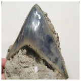 G44 - Finest Quality Serrated 8.8cm Megalodon Tooth in Matrix Indonesia Location