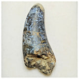 JS13- Rare Eocarcharia dinops Dinosaur Premaxillary Tooth - Cretaceous Elrhaz Fm Tenere Desert