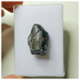S17 - Spinophorosaurus nigeriensis Basal Sauropod Dinosaur Tooth Jurassic Irhazer Fm