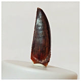 R3 - Finest Grade 0.82 Inch Abelisaurid Dinosaur Tooth Upper Cretaceous KemKem