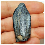 JS5 - Top Rare Jobaria tiguidensis Sauropod Dinosaur Tooth Jurassic Tiouraren Fm