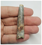 T90 - Large Rebbachisaurus garasbae Diplodocoid Sauropod Dinosaur Tooth KemKem