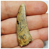 JS18 - Kryptops palaios Abelisaurid Theropod Dinosaur Tooth Cretaceous Elrhaz Fm