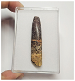 T79 - Huge Rebbachisaurus garasbae Diplodocoid Sauropod Dinosaur Tooth KemKem