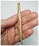 T268 - Exceedingly Rare 4.09'' Cretaceous Azhdarchid Pterosaur Dentary Bone KemKem