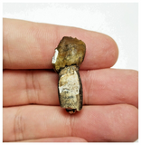 T43 - Exceedingly Rare Rooted Spinophorosaurus Sauropod Dinosaur Tooth Jurassic Irhazer Fm