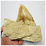 T120 - Finest Quality Serrated 4.68'' Megalodon Tooth in Matrix Indonesia Location