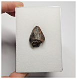 T28 - Rare Unidentified Basal Iguanodontian Dinosaur Tooth - Cretaceous Elrhaz Fm