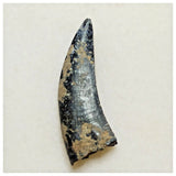 JS19 - Kryptops palaios Abelisaurid Theropod Dinosaur Tooth Cretaceous Elrhaz Fm