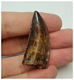 T74 - Finest Grade Black Carcharodontosaurus Dinosaur Tooth - Cretaceous KemKem