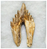 G51 - Top Rare Huge 13.2cm Basilosaurus (Whale Ancestor) Molar Rooted Tooth