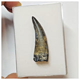 W6 - Rare Suchomimus tenerensis Dinosaur Tooth Lower Cretaceous Elrhaz Fm