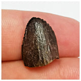 JS46- Spinophorosaurus nigeriensis Sauropod Dinosaur Tooth Jurassic Irhazer Fm