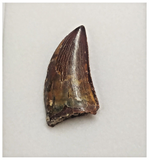 T83 - Finest Grade Dark Carcharodontosaurus Dinosaur Tooth - Cretaceous KemKem