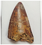 T81 - Serrated 2.16 Inch Carcharodontosaurus Dinosaur Tooth - Cretaceous KemKem