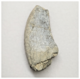 JS145 - Rare Eocarcharia dinops Dinosaur Tooth Cretaceous Elrhaz Fm Tenere Desert
