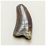 JS26 - Rare Eocarcharia dinops Dinosaur Tooth - Cretaceous Elrhaz Fm Tenere Desert
