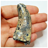 JS29 - Rare Afrovenator abakensis Megalosaurid Dinosaur Tooth Jurassic Tiouraren Fm