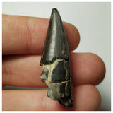 Sarcosuchus + Suchomimus Teeth Lower Cretaceous Erlhaz Fm Niger + Furca + Ampyx + Bavarilla - 143972413005