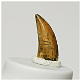 SJ314- Nicely Serrated 0.70'' Abelisaurid Dinosaur Tooth Upper Cretaceous KemKem