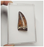 T67 - Gem Grade Orange Carcharodontosaurus Dinosaur Tooth - Cretaceous KemKem