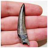 E14 - Rare Suchomimus tenerensis Dinosaur Tooth Cretaceous Elrhaz Fm Tenere Desert