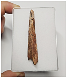 T272 - Exceedingly Rare 2.55'' Cretaceous Azhdarchid Pterosaur Dentary Bone KemKem