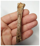 T261 - Top Rare 3.46 Inch Cretaceous Azhdarchid Pterosaur Metacarpal Bone KemKem