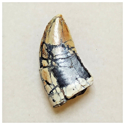 JS12 - Rare Afrovenator abakensis Megalosaurid Dinosaur Tooth Jurassic Tiouraren Fm