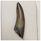 W19 - Rare Suchomimus tenerensis Dinosaur Tooth Lower Cretaceous Elrhaz Fm