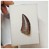 W3 - Rare Eocarcharia dinops Dinosaur Tooth - Cretaceous Elrhaz Fm Tenere Desert