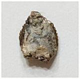 E9 - Exceedingly rare Elrhazosaurus Basal Iguanodontian Dinosaur Tooth - Cretaceous Elrhaz Fm