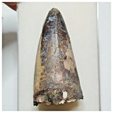 JS31 - Huge Sarcosuchus imperator Crocodile Tooth Lower Cretaceous Elrhaz Fm