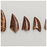 T189 - Set of 5 Finest Abelisaurid Dinosaur Teeth Upper Cretaceous KemKem Beds