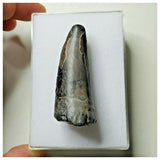 S21 - Sarcosuchus imperator Crocodile Tooth - Cretaceous Elrhaz Fm Tenere Desert